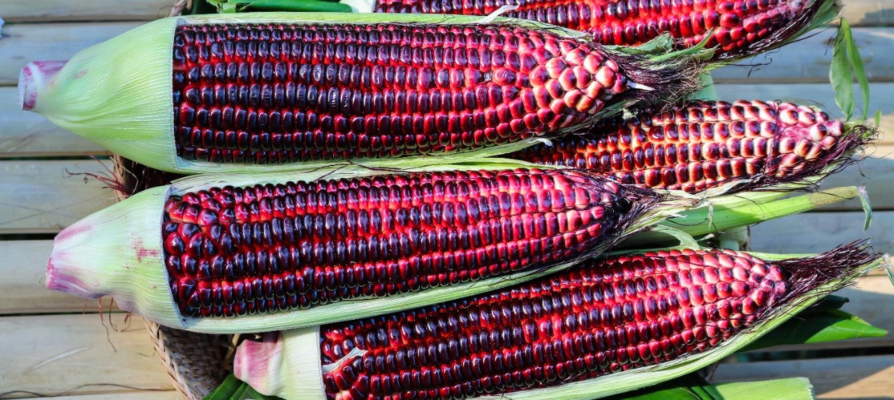 purplecorn 670x300
