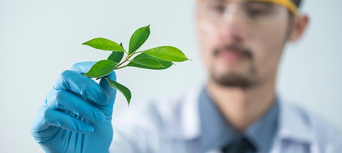Bioavailability-Article-Image-01 scientist examining a plant